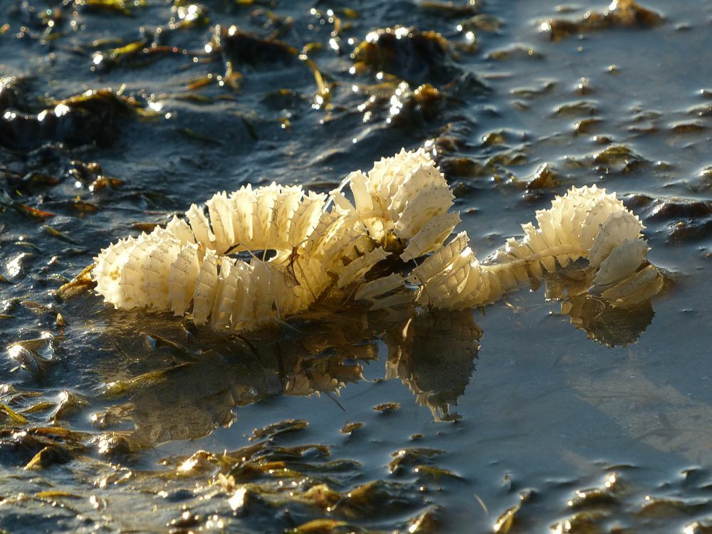 Click to See Next Image